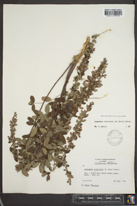 Lespedeza intermedia image