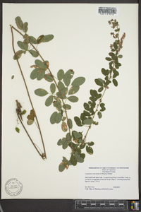 Lespedeza intermedia image