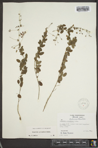 Lespedeza procumbens image