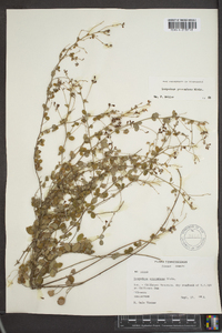 Lespedeza procumbens image