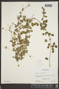 Lespedeza procumbens image