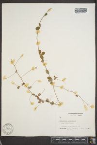 Lespedeza procumbens image