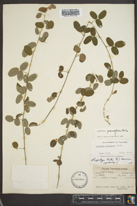 Lespedeza procumbens image