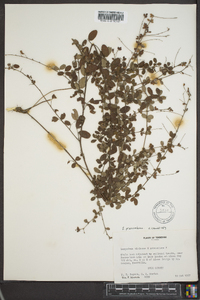 Lespedeza procumbens image