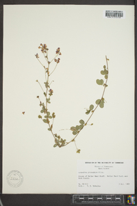 Lespedeza procumbens image