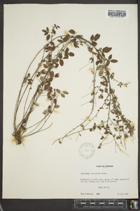 Lespedeza procumbens image