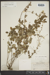 Lespedeza procumbens image