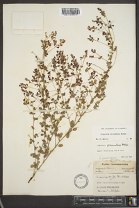 Lespedeza procumbens image