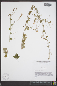 Lespedeza procumbens image