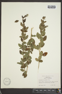 Lespedeza procumbens image