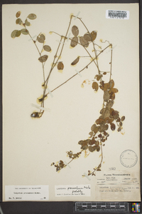 Lespedeza procumbens image