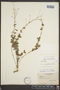 Lespedeza procumbens image