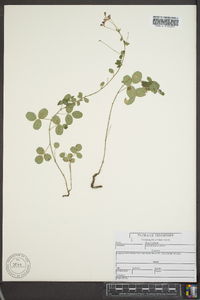 Lespedeza procumbens image