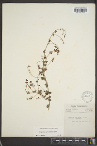 Lespedeza procumbens image