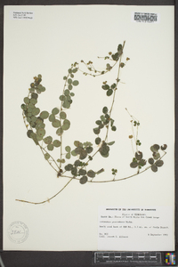 Lespedeza procumbens image