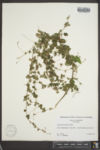 Lespedeza procumbens image