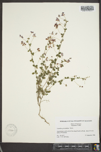 Lespedeza procumbens image