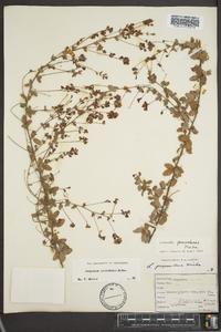 Lespedeza procumbens image