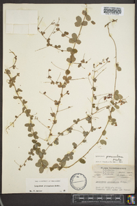 Lespedeza procumbens image