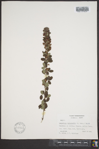 Lespedeza intermedia image