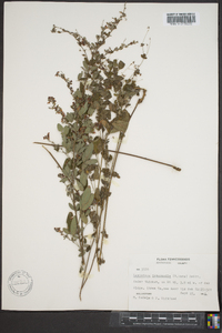 Lespedeza intermedia image