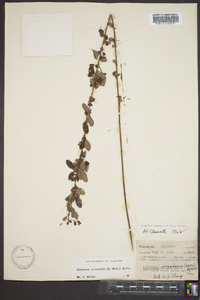 Lespedeza intermedia image