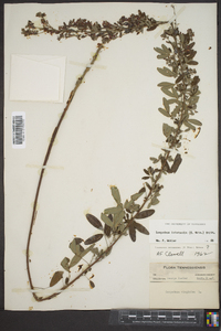 Lespedeza intermedia image