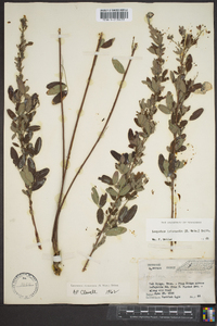 Lespedeza intermedia image