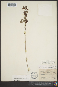 Lespedeza intermedia image