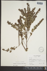 Lespedeza intermedia image