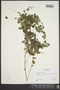 Lespedeza intermedia image