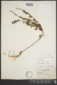 Lespedeza intermedia image