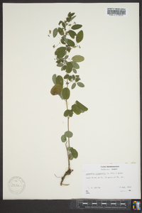 Lespedeza intermedia image