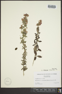 Lespedeza intermedia image