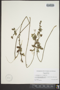 Lespedeza intermedia image