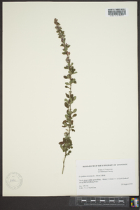 Lespedeza intermedia image