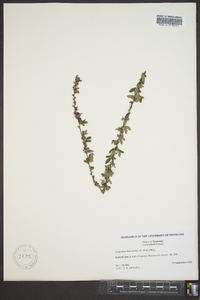 Lespedeza intermedia image