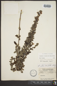 Lespedeza intermedia image