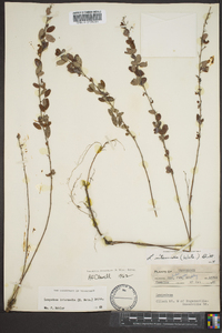 Lespedeza intermedia image