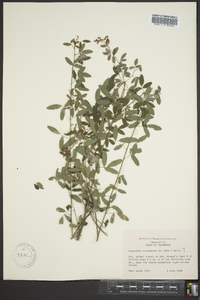 Lespedeza intermedia image