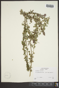 Lespedeza intermedia image