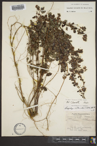 Lespedeza intermedia image