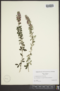 Lespedeza intermedia image