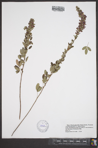 Lespedeza intermedia image