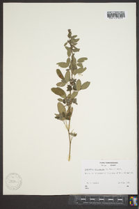 Lespedeza intermedia image