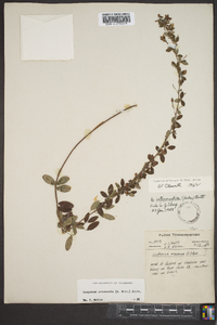 Lespedeza intermedia image