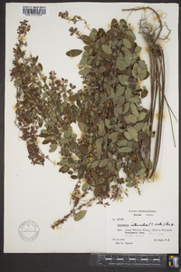 Lespedeza intermedia image