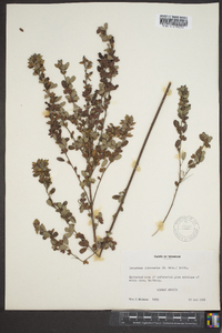 Lespedeza intermedia image