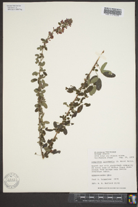 Lespedeza intermedia image