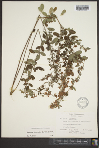 Lespedeza intermedia image